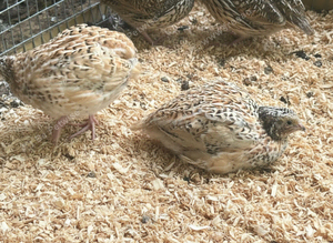 Jumbo Coturnix Quail Males