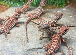 100% Baby Red Monster Bearded Dragons