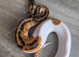 Leopard yellowbelly clown pied