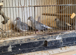 Diamond dove
