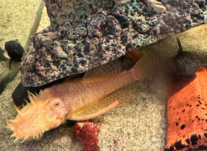 Bristlenose plecos