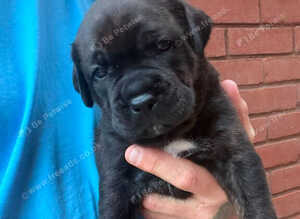 Rotticorso puppies
