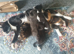 8 weeks Kittens