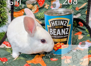 ONLY 1 Mini rex female pedigree left. Ready to leave us on Tuesday 13th October.