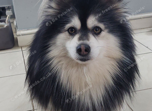 Champs F2 pomsky stud Dog