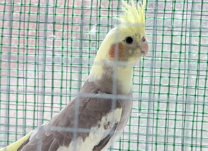 Young Cinnamon Pied Cockatiel &ndash; Healthy, Active & Tame Ready