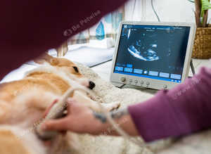 Mobile Pet Pregnancy Scanning - Devon & Cornwall