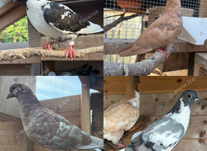 Mixed Pigeons For Sale x10