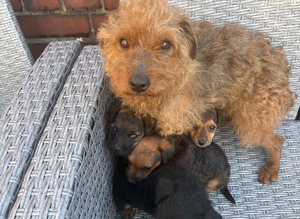 Jack Russell cross Lakeland