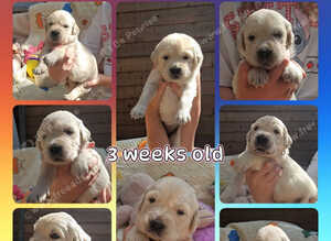 Kc registered big chunky pups