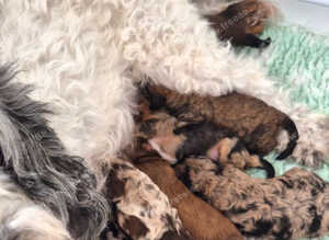 Chocolate and merle cockapoos
