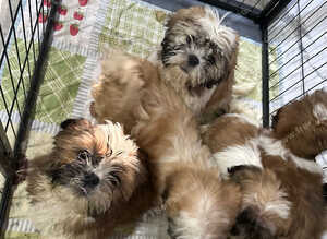 Shih Tzu 5 adorable puppies ready for new homes