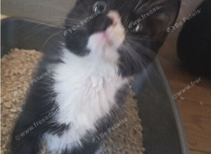 Kittens