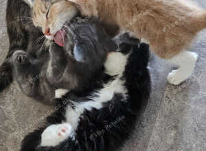 Maine coon bloodline kittens