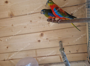 Neophema splendida parakeet
