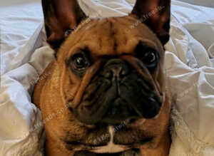 Urgent - Red Female