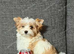 Teacup Yorkshire terrier