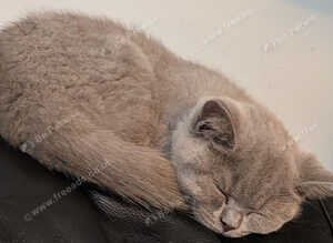 Beautiful BSH female