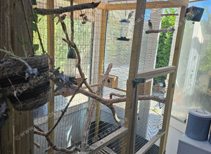 Aviary with 7 java sparrows
