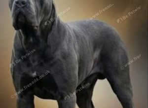 Champion bred cane corso stud