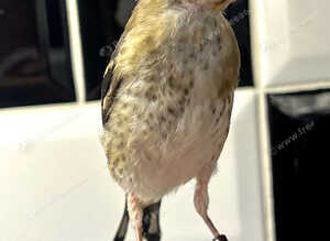 VERY NICE JUVENILE GOLDFINCHES ! ALL BBC RUNG 2026 birds !