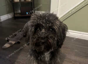 2 year old male yorkiepoo