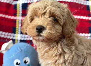 Beautiful Teddy Poochon Puppies Boys and Gitl