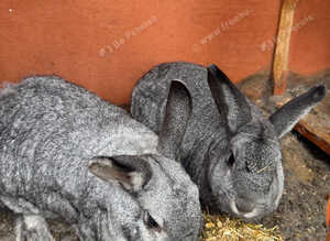 Two female Rex cross rabbits