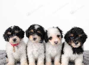 Stunning male toy parti poodle!