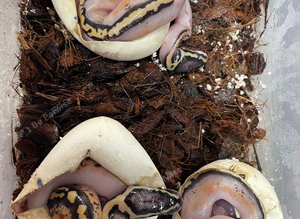 Various baby royals