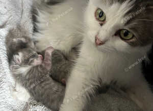 2 male kittens