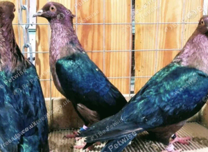 RARE GREEN WING ARCHANGEL PIGEONS