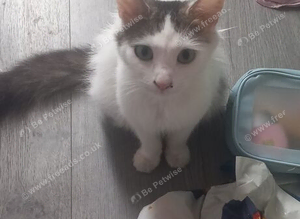 Beautiful fluffy female cat