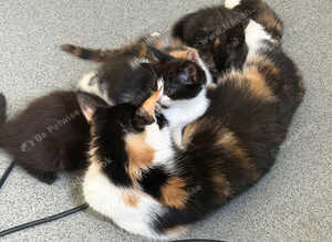2 adorable kittens looking for their forever home