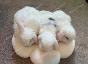 Mini Lop Rabbits 3 BOYS LEFT