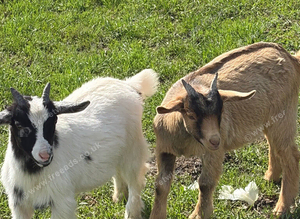 Three pygmy wethers