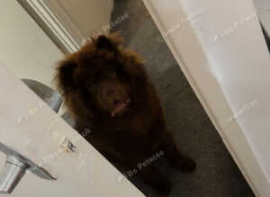Chunky Chow