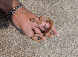 Female African house snake.