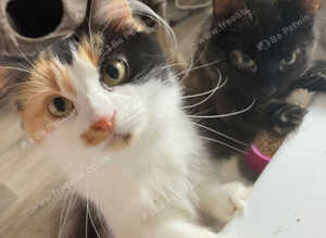 Two older kittens