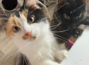 Two older kittens
