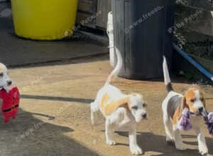Beautiful beagle puppies for sale