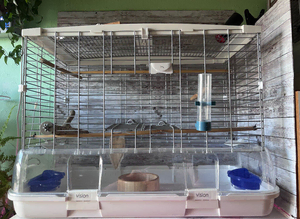 Vision birds cages