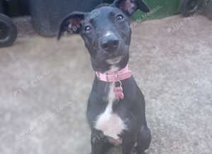 Bull Lurcher Puppy Female 6 Months Old