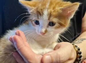 Maine coon cross ready now