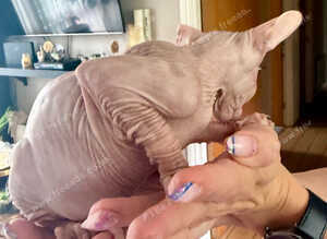 Beautiful Sphynx kittens