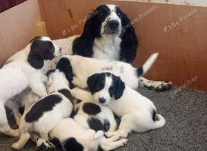 KC reg springer spaniel pups