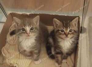 Mitted Ragdoll Cross Kittens - Medium/Long Coated