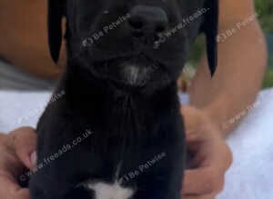 Labrador x cocker spaniel
