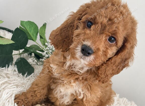 Beautiful Cockapoo puppies looking for loving homes! ️