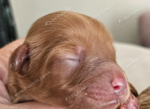 Licensed breeder,  red tiny toy cavapoo litter
